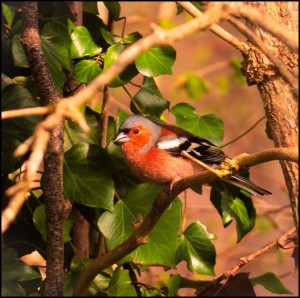 bird in a tree