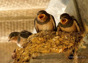 swallows in a nest