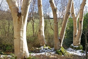 Betula ermanii 'Greyswood Hill'