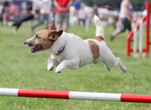 AGILITY 3