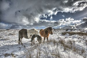 Visit_Dartmoor_Ponies_in_Snow