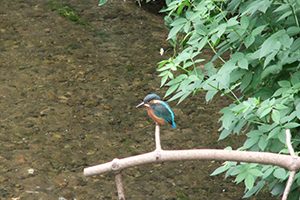 Kingfisher at Overbrook Caravan Park