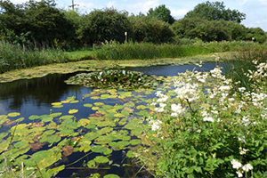 Blue-Rose-Walksleven-canal