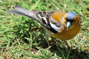 BoB-Visitor-pic-goldfinch