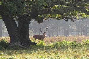 Brookside-Normanby-hall-walks