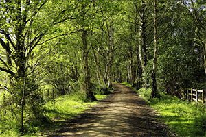 The Whitegate Way from Lamb Cottage