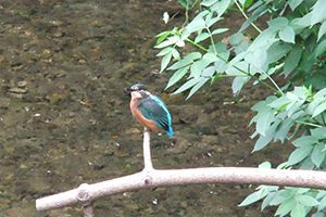 A kingfisher by the beck at Overbrook Caravan Park