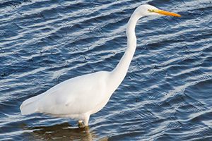 great egret in the water