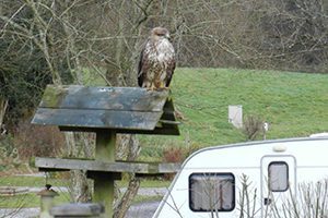 Woodland Springs Buzzard Caravan