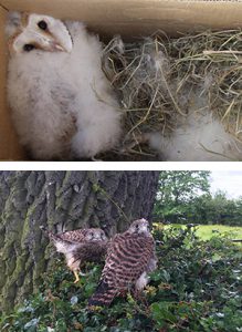 YorkCP-Barn-Owl-chickKestrels-300x410