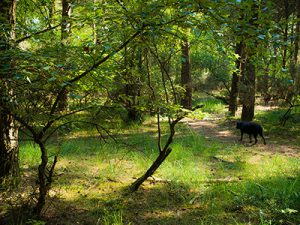 Dog in the woodland at Back of Beyond