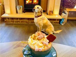 Dog in a luxury lodge at Eye Kettleby Lakes