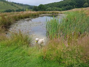 Red Kite Touring Park dog pond