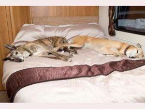 South Wales Touring Park dogs asleep in caravan