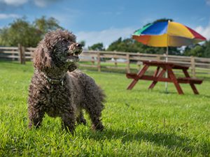 Terrier at Llwynifan Farm,