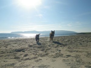 Dogs on the beach near The Willows