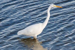 One of 7 Great White Egrets at Chew Valley Lake