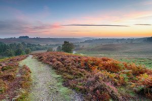 New Forest in Autumn near Back of Beyond Touring Park