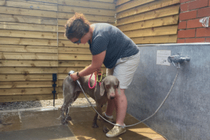 Overbrook dog wash