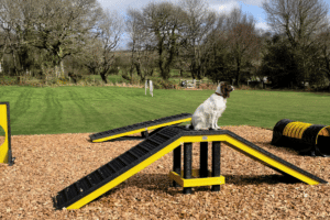 Woodland springs agility course